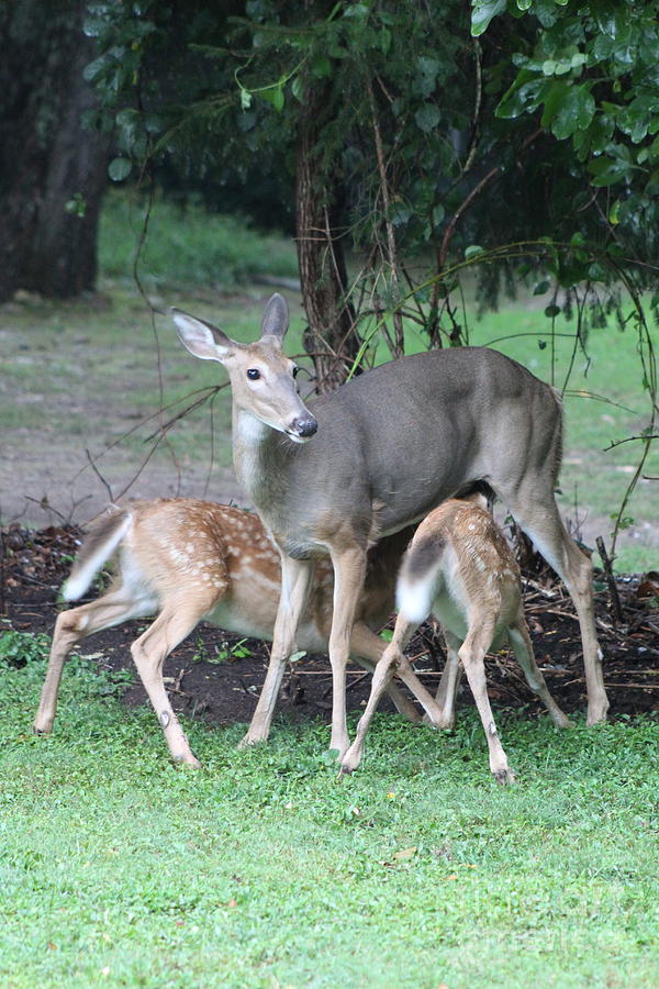 Deer Photograph - Lunch Time by Anne Ditmars
