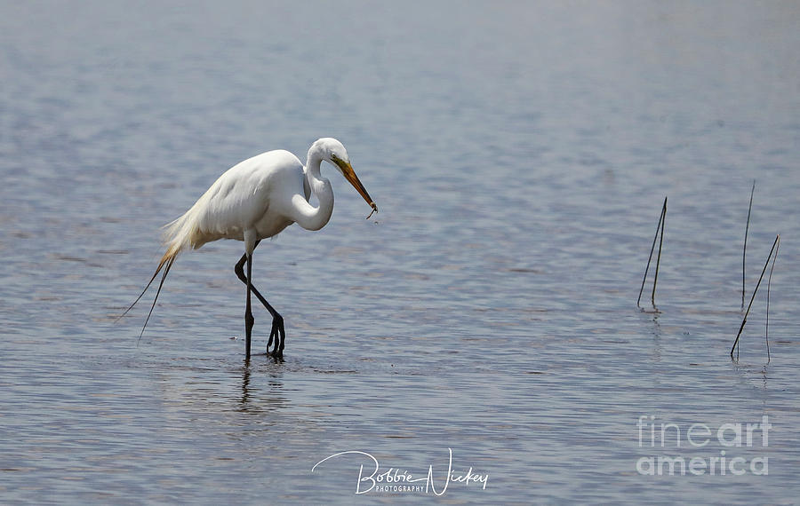 Egret Photograph - Lunch Time by Bobbie Nickey