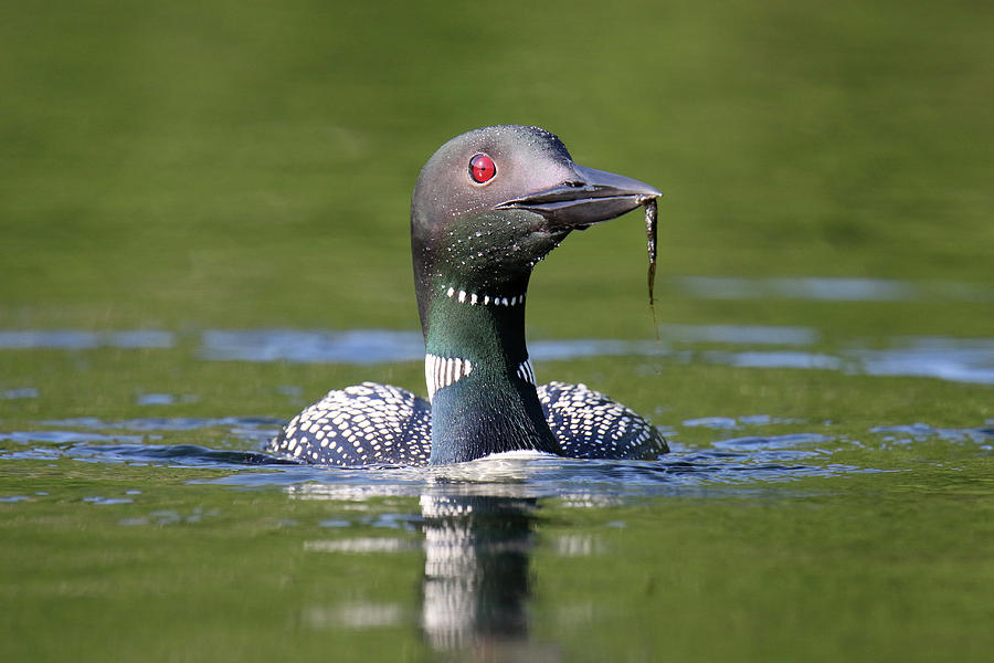 Lunch Time Loon Photograph by Brook Burling