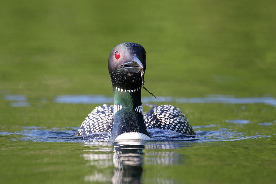 Lunchtime Loon 1 Photograph by Brook Burling