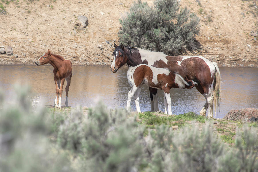 Lunchtime - South Steens Mustangs 0999 Photograph by Kristina Rinell