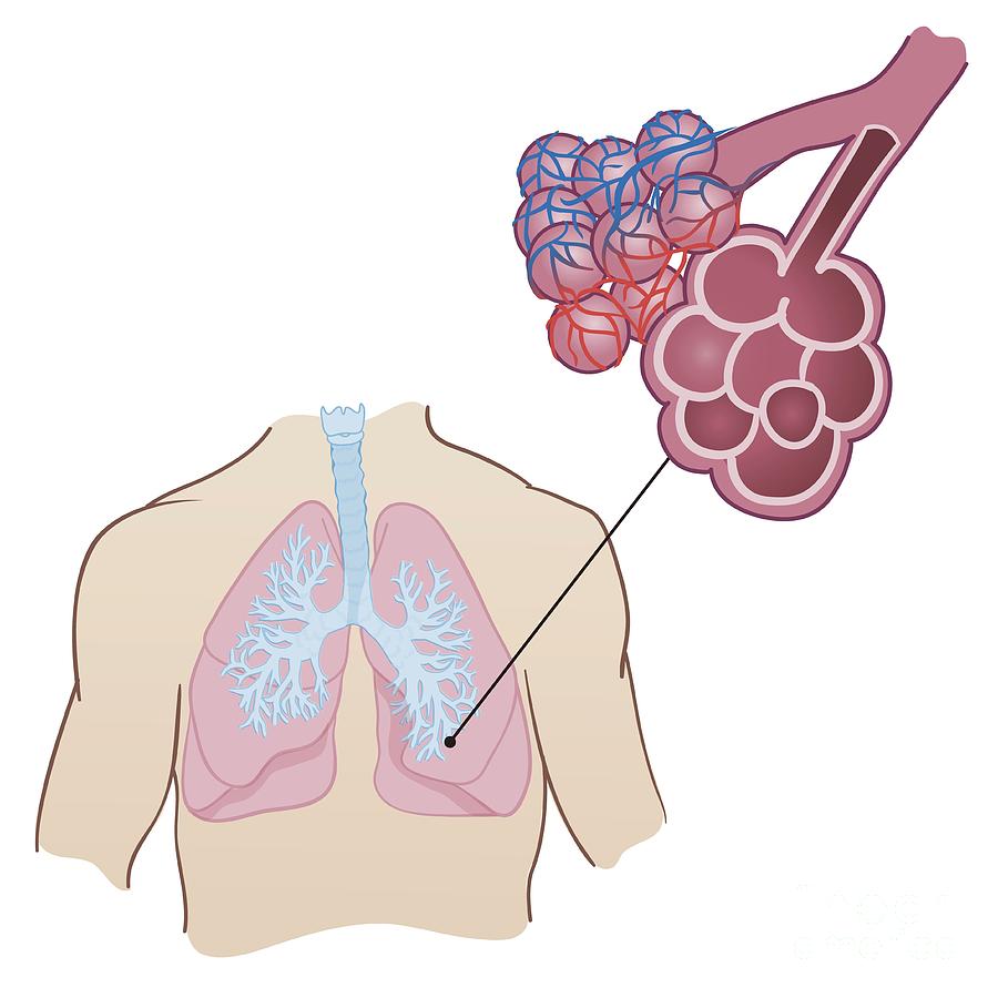 Lung Anatomy by Jeanette Engqvist/science Photo Library