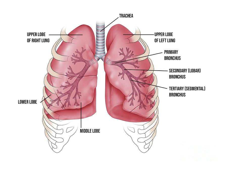 anatomy of the lungs lobes