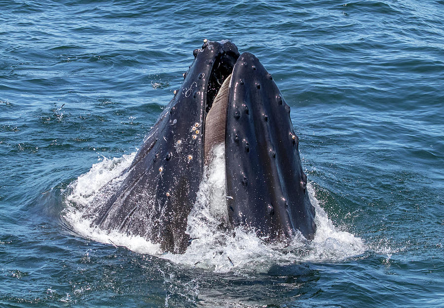 Lunge Feeding Humpback Whale Photograph by Randy Straka - Fine Art America