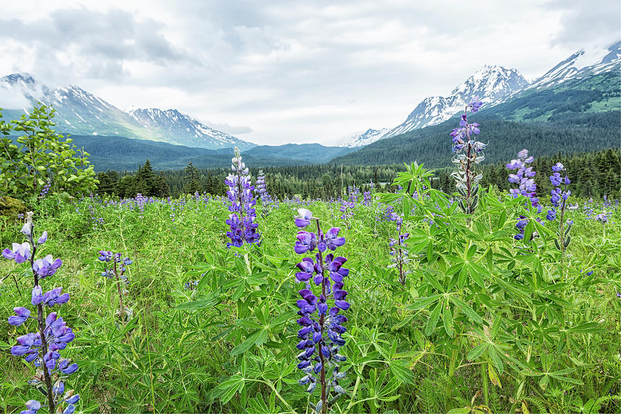 Lupin And The Beauty Of Alaska Photograph