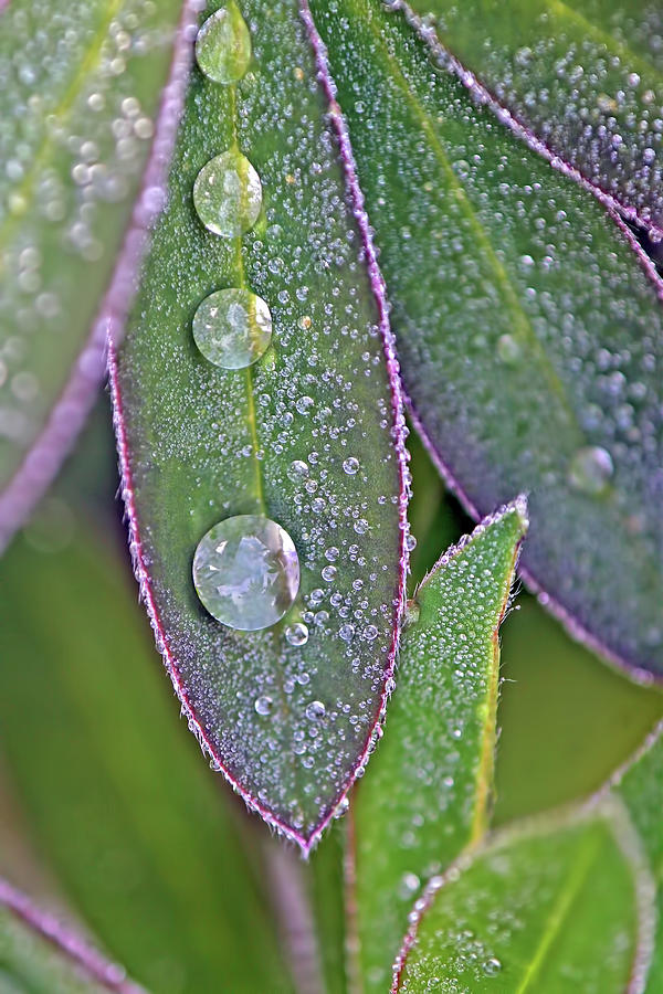 Lupine Leaves and Waterdrops Photograph by Peggy Collins