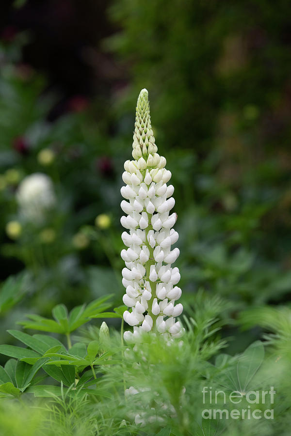 Lupin Noble Maiden Flower Photograph by Tim Gainey