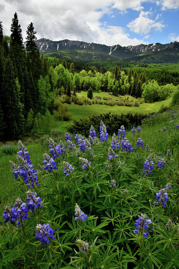 Lupine along Big Cimarron Road Photograph by Ray Mathis