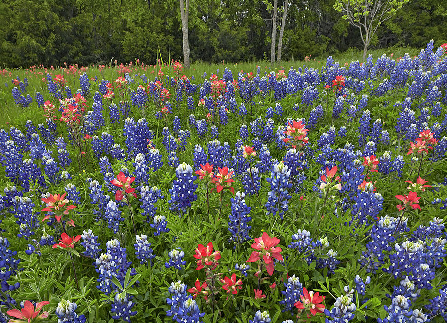 Lupine And Paintbrush, Cedar Hill State Park, Texas Photograph by Tim Fitzharris