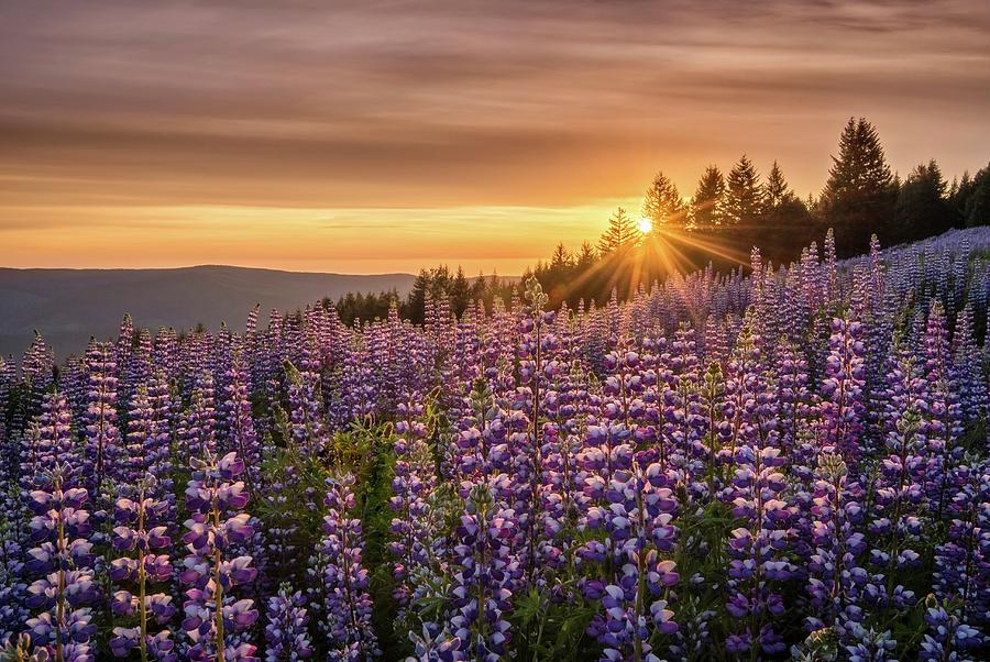 Lupine At Dolason Prairie Photograph by Greg Vaughn / VWPics - Fine Art ...