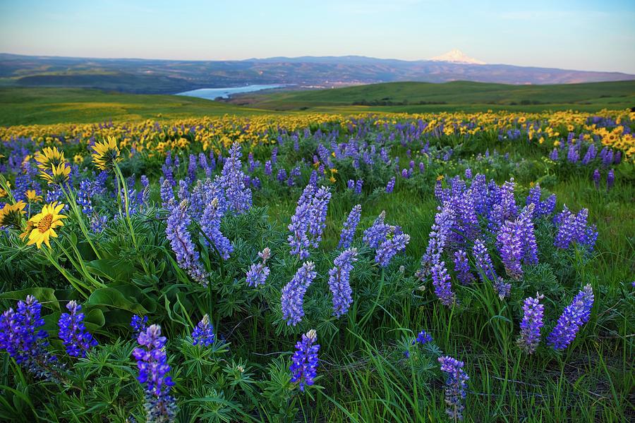 Lupines at sunrise Photograph by Lynn Hopwood