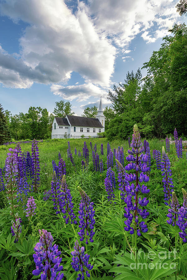 Lupine Bloom at Sugar Hill by Jesse MacDonald Lupine Bloom at Sugar Hill by Jesse MacDonald