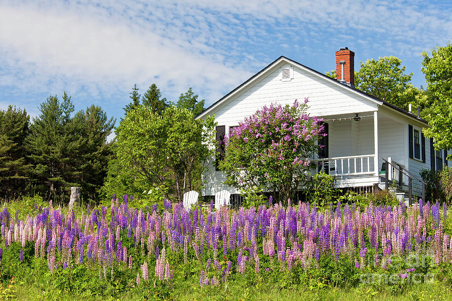Lupine Cottage Photograph by Alan L Graham
