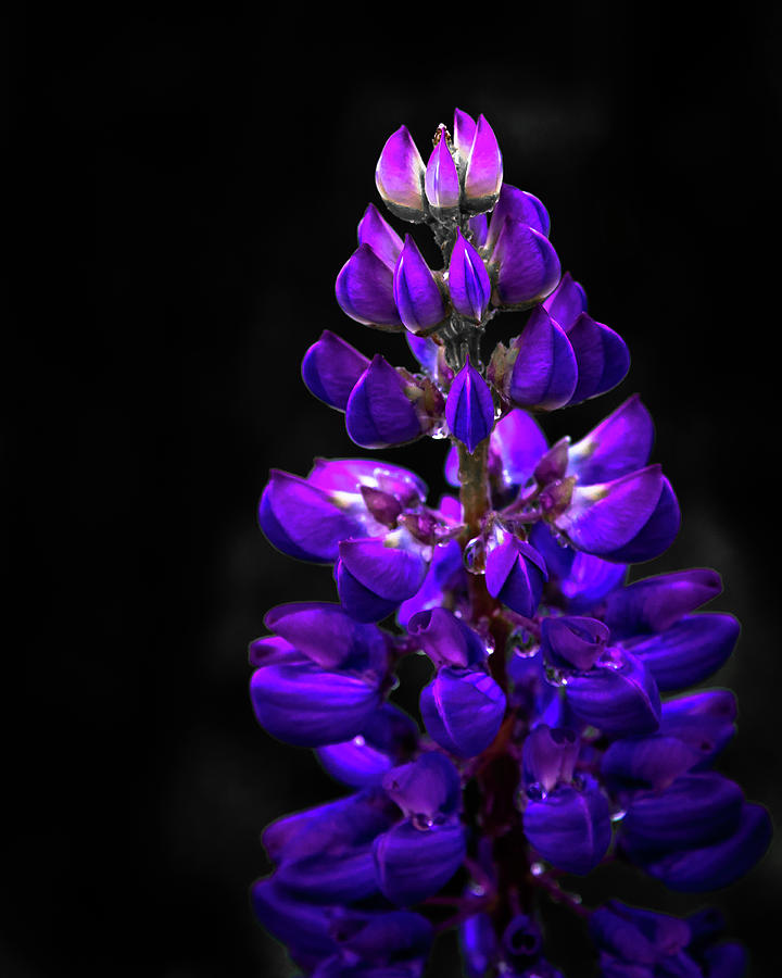 Lupine Detail Photograph by Tim Kirchoff