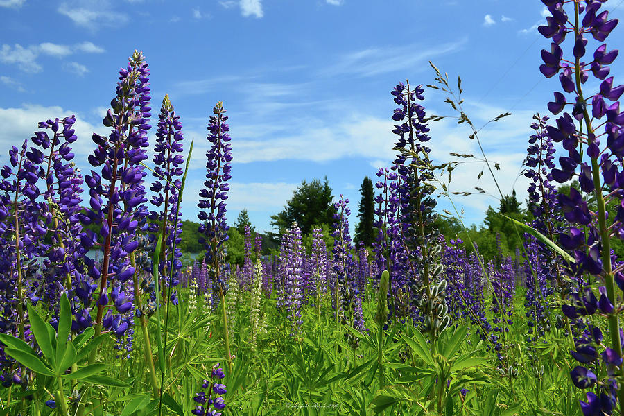 Lupine Family Photograph by Michelle Ressler