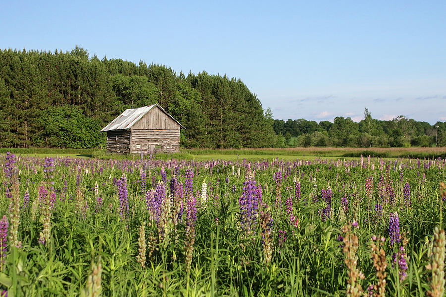 Lupine Farm 30 Photograph by Brook Burling