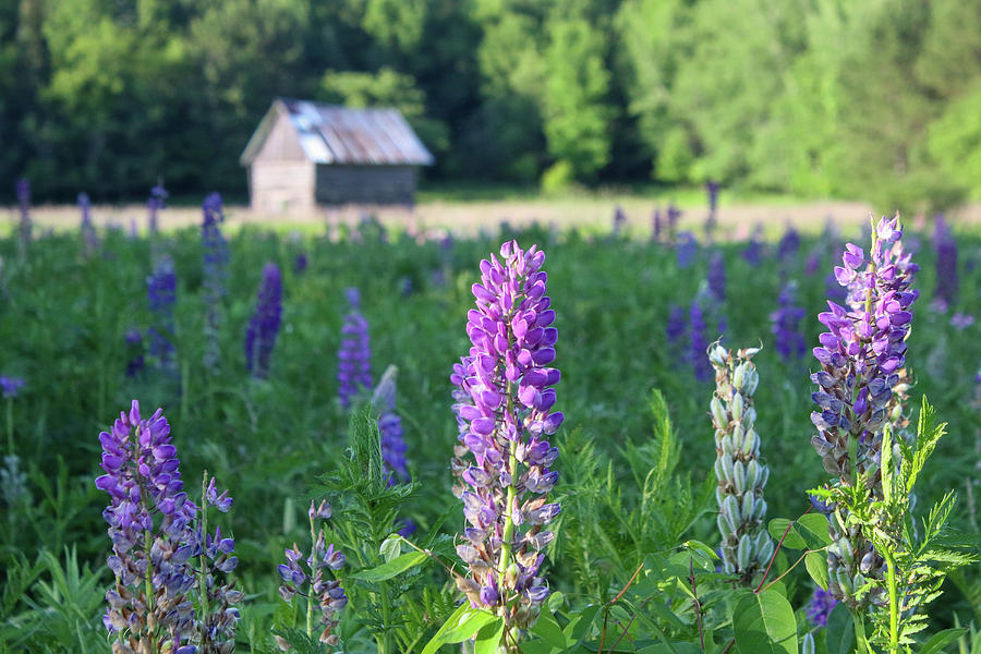 Lupine Farm Photograph by Brook Burling