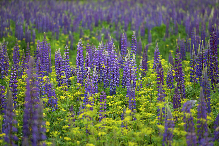 Lupine Fields Forever Photograph by White Mountain Images