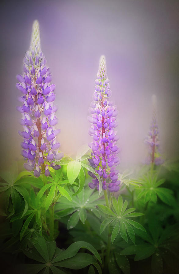 Lupine Flower Photograph by Bill Wakeley