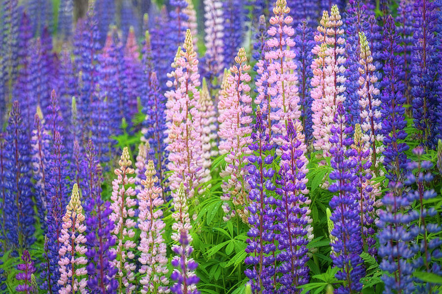 Nature Photograph - Lupine Flowers by Cora Niele