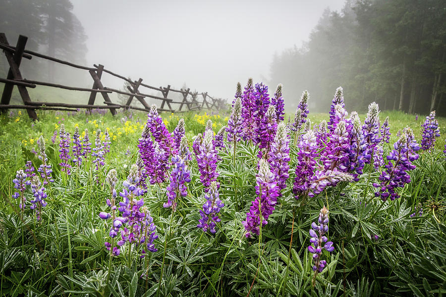 Lupine Fog Photograph by Diane Mintle