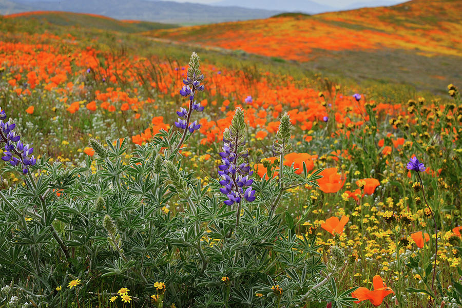 Lupine and Poppies in Antelope Valley Photograph by Kathy Yates