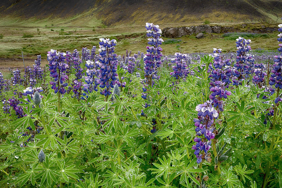 Lupine Iceland 6261901 by Rick Veldman Lupine Iceland 6261901 by Rick Veldman