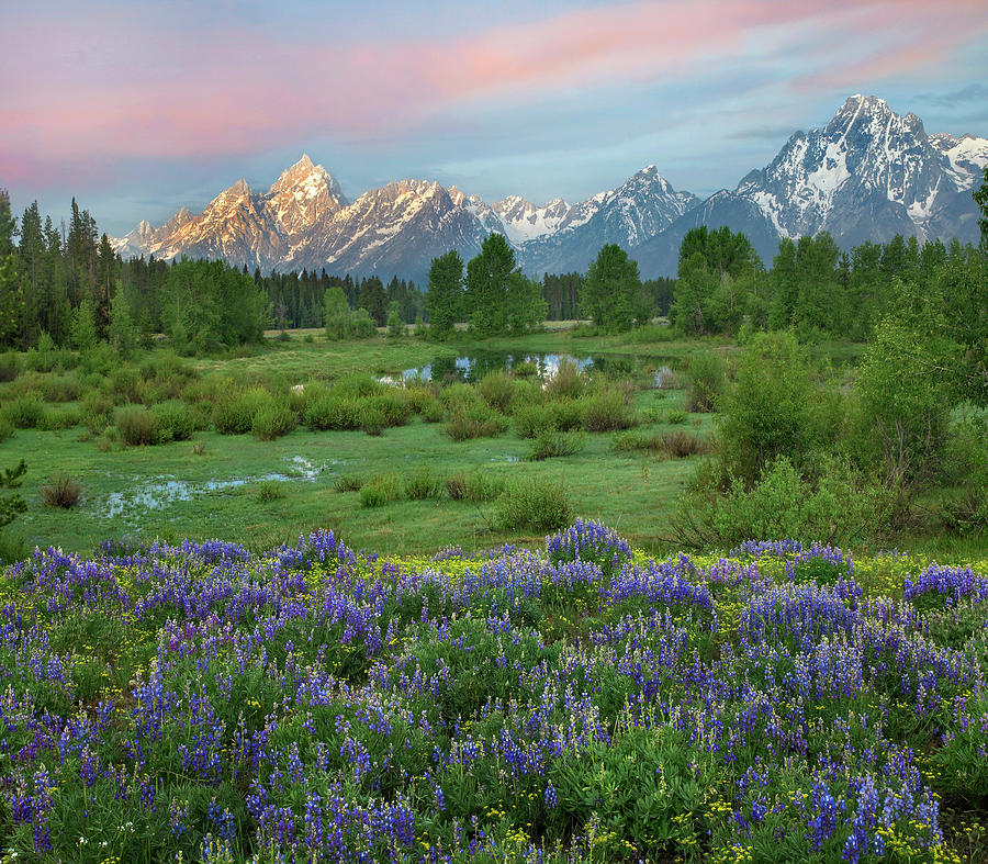 Lupine In Meadow, Grand Teton National Park, Wyoming Photograph by Tim Fitzharris