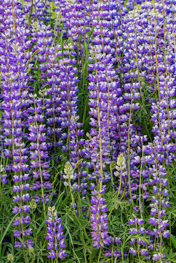 Lupine In Redwood National Park Photograph by Jeff Foott