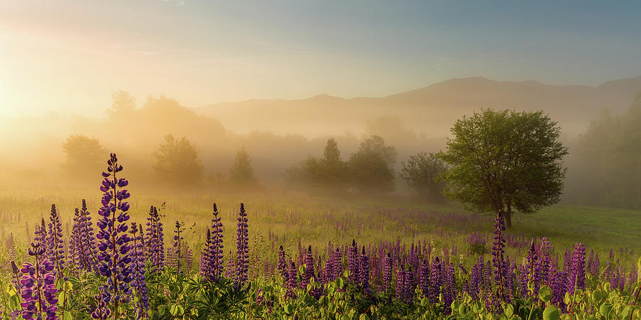 Lupine In The Fog, Sugar Hill, NH Photograph by Jeff Sinon