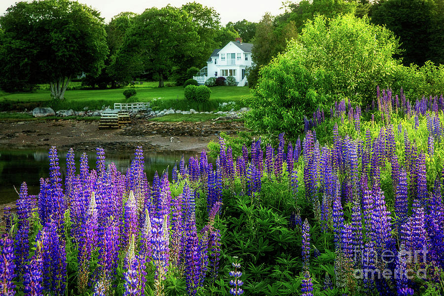Lupine Love by Susan Garver Lupine Love by Susan Garver