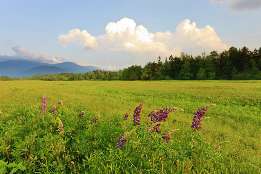 Lupine Lupinus In The White Mountains Photograph by Danita Delimont Lupine Lupinus In The White Mountains Photograph by Danita Delimont