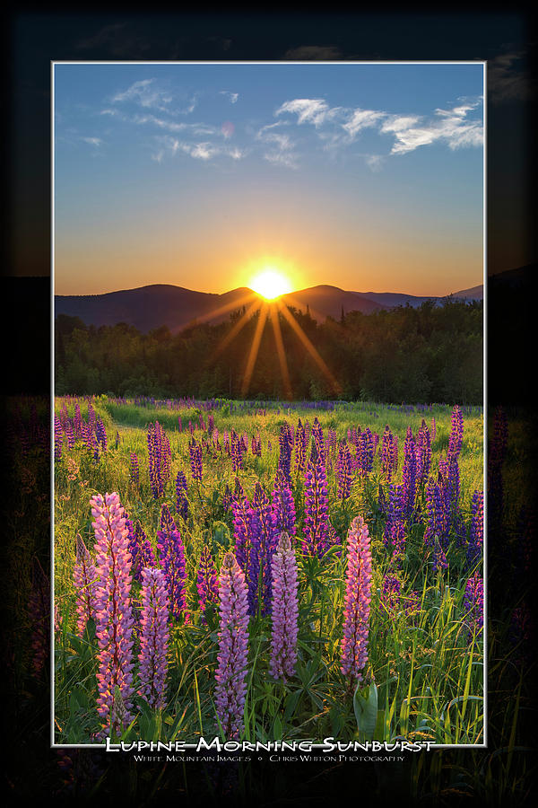 Lupine Morning Sunburst Art Mat Photograph by White Mountain Images