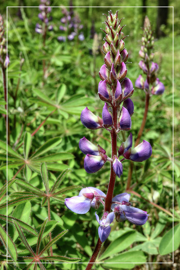 Lupine on the Verge by Scott Kingery Lupine on the Verge by Scott Kingery