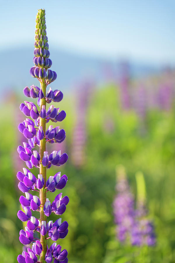 Lupine Pastel Photograph by White Mountain Images
