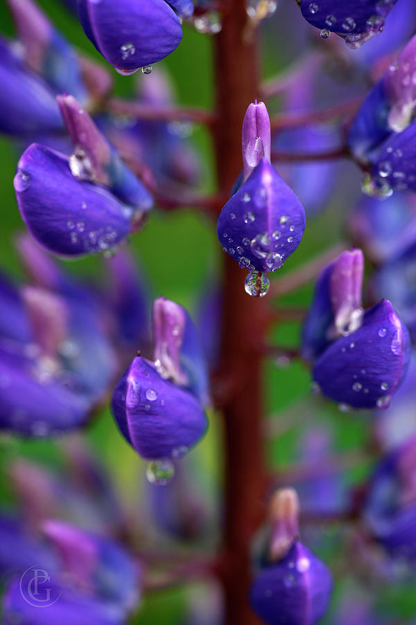 Lupine Purple by Patrick Groleau Lupine Purple by Patrick Groleau
