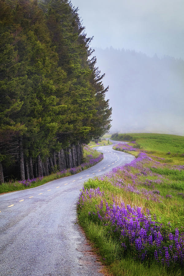 Lupine Road by Laura Roberts Lupine Road by Laura Roberts