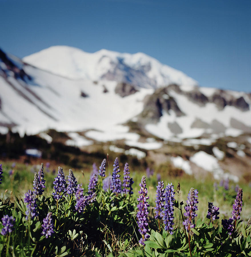 Lupine Wildflowers And Snowy Mountain Photograph by Danielle D. Hughson