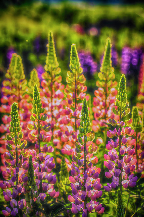 Lupines 2 Photograph