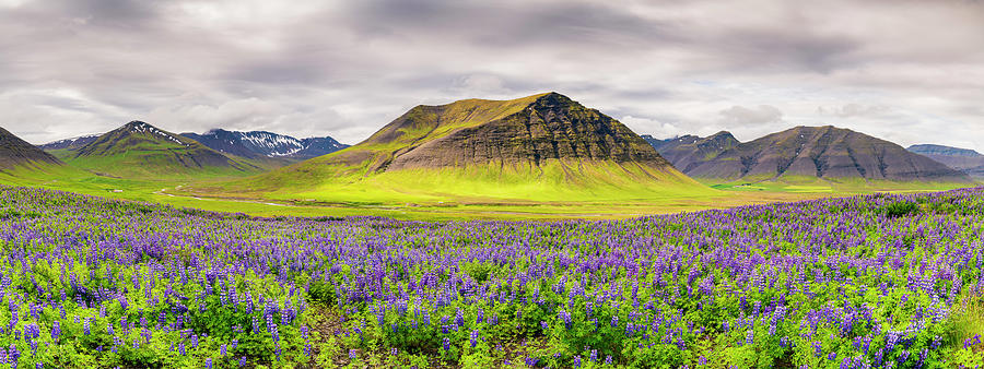 Flower Photograph - Lupines And Mountains - Panorama by Michael Blanchette Photography