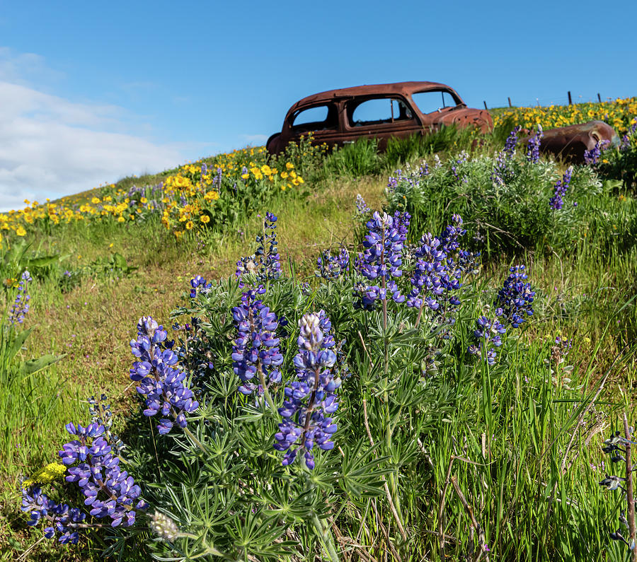 Lupines and Rusty Car Photograph by John Trax