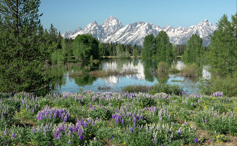 Lupines and Tetons Photograph by Ronnie And Frances Howard