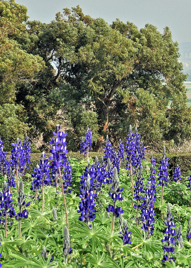 Lupines and Trees Photograph by Lydia Holly