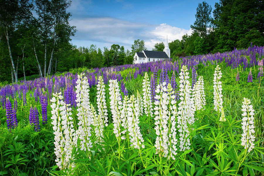 Flower Photograph - Lupines At Sugar Hill by Michael Blanchette Photography