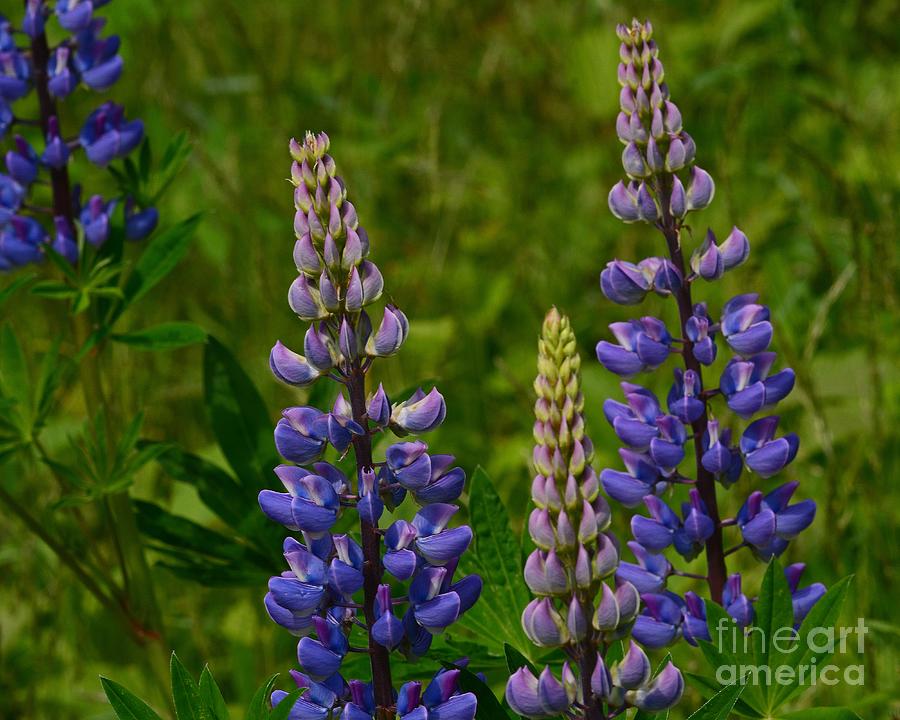 Lupines at Sugar Hill Photograph by Steve Brown