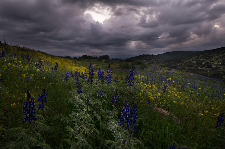Lupines In A Cloudy Day Photograph by Levy Davish
