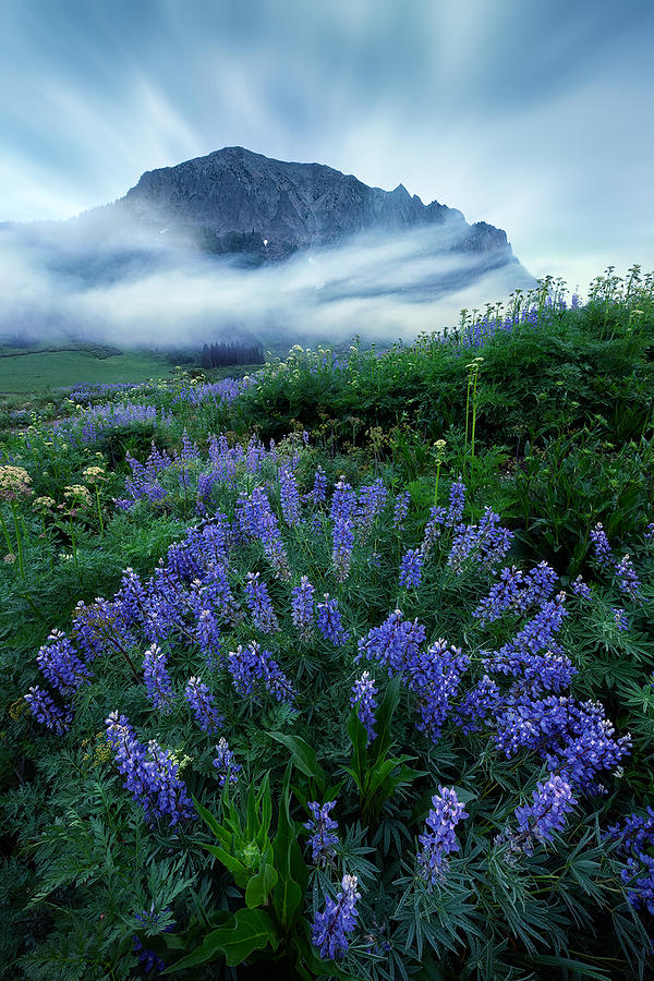 Lupines In Foggy Valley Photograph by Mei Xu