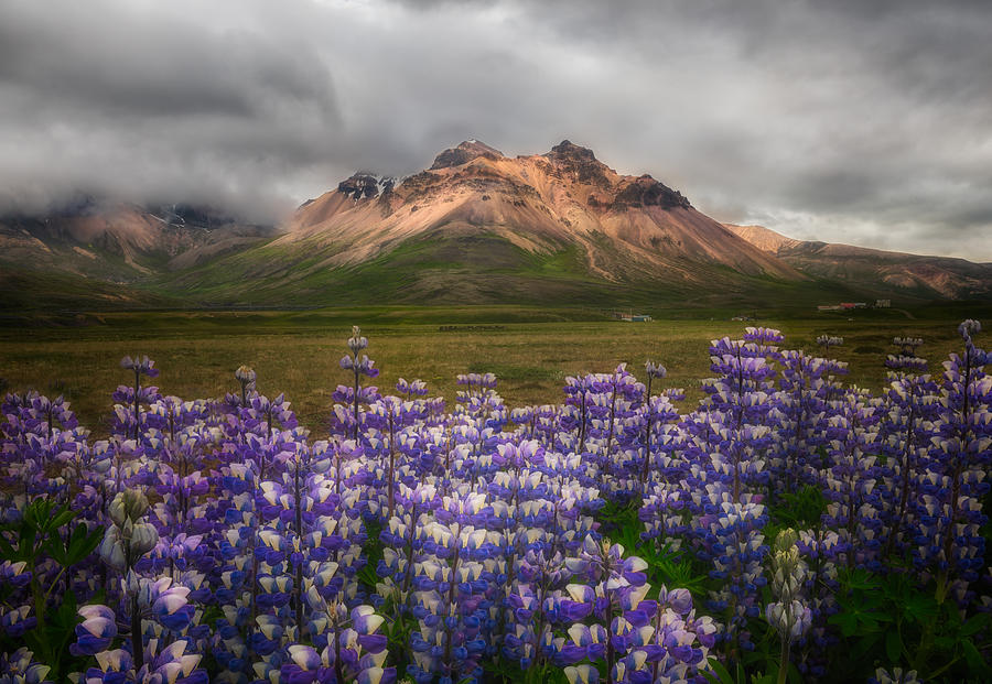 Lupines In Iceland Photograph by Yy Db