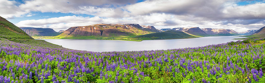 Flower Photograph - Lupines On A Fjord - Panorama by Michael Blanchette Photography
