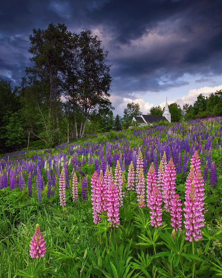 Flower Photograph - Lupines On The Hill by Michael Blanchette Photography